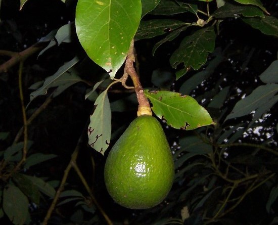 avocado doma v gorshke5