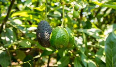 10-sovetov-kak-virastit-avocado