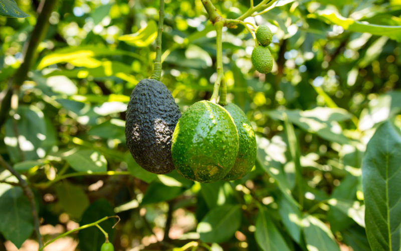 10 sovetov kak virastit avocado