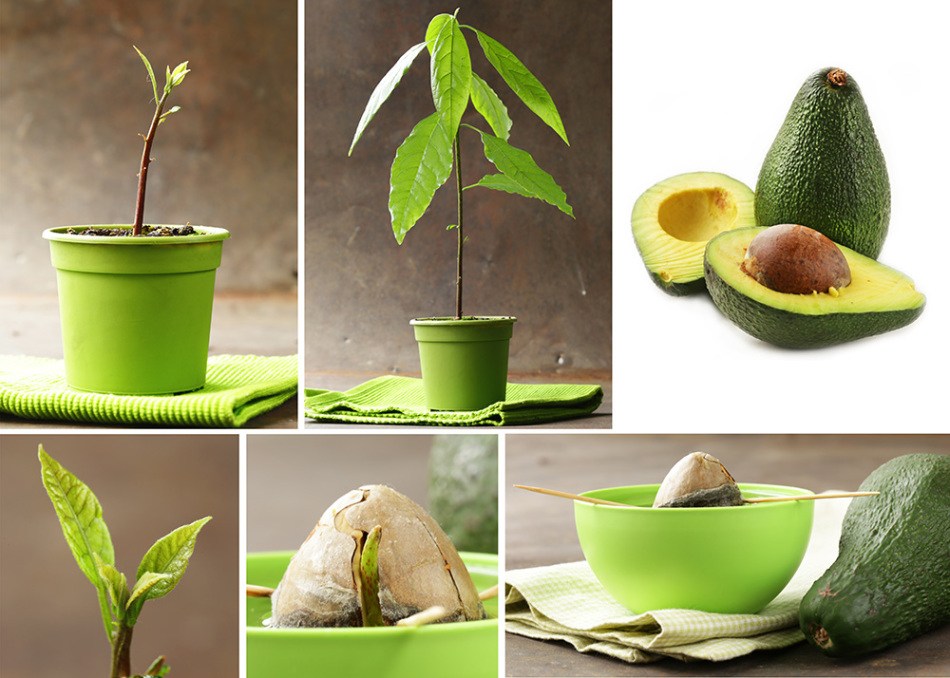 kak-posadit-avocado