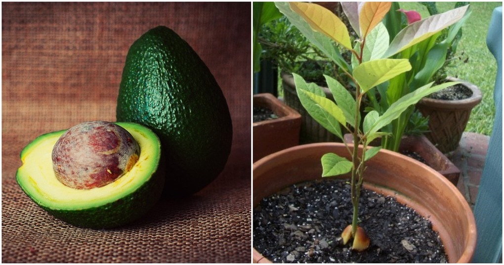 kak-prorastit-avocado